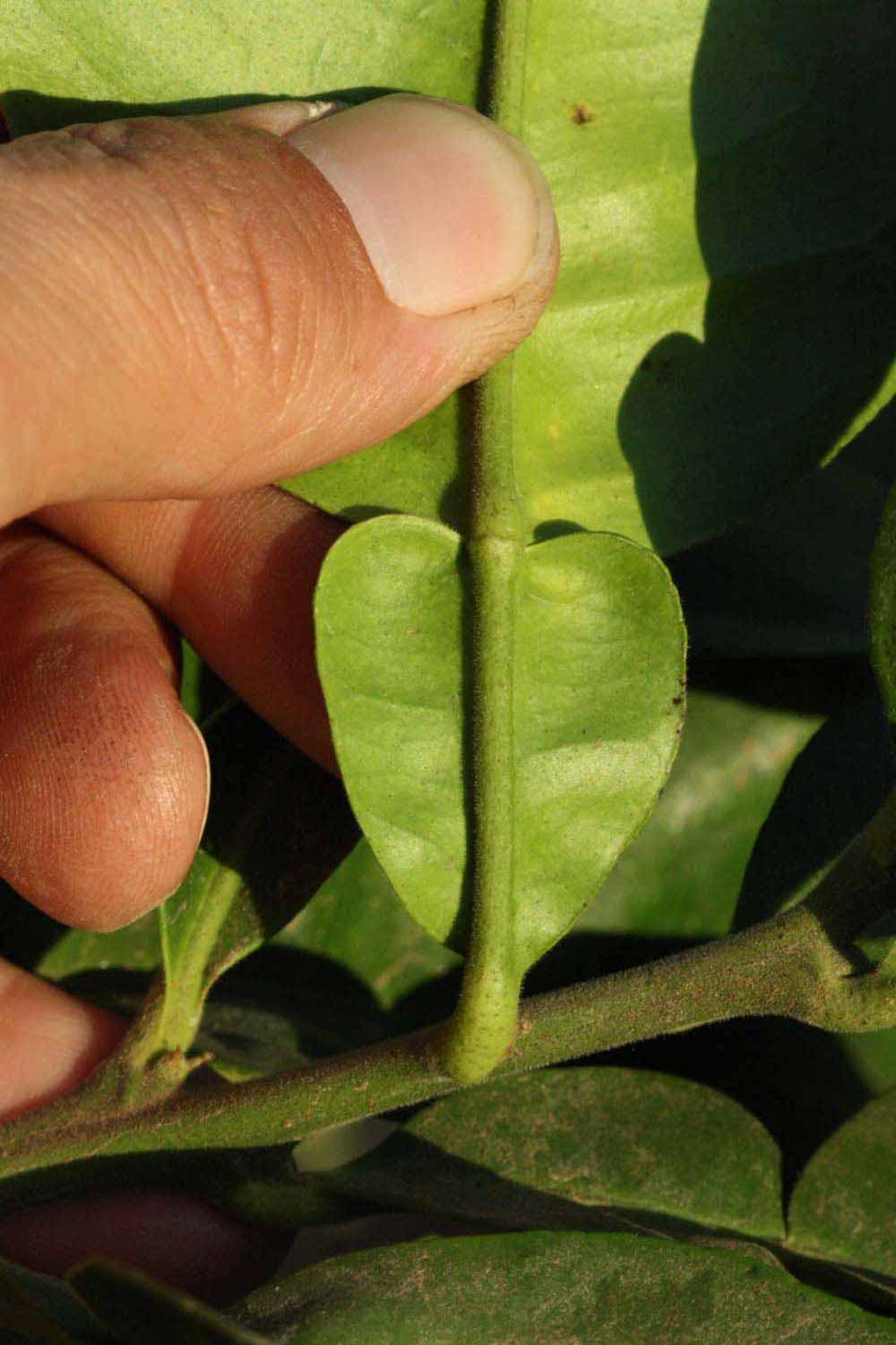              Petiole (Riverside, CA)       